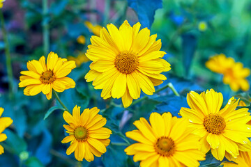 Obraz premium Sunflower Heliopsis (Heliopsis helianthoides) genus of annual and perennial herbaceous plants of Astrov family. Beautiful blooming orange flowers.