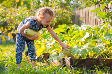 Naklejka na ściany i meble Beautiful little girl harvesting crops in the vegetable garden