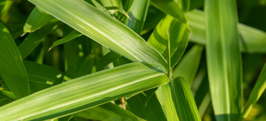 close up of green grass