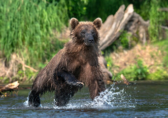 Brown bear running on the river and fishing for salmon. Brown bear chasing sockeye salmon at a river. Front view. Kamchatka brown bear,  Ursus Arctos Piscator. Natural habitat. Kamchatka, Russia