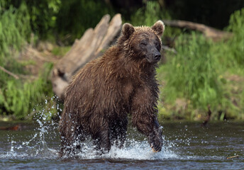 Brown bear running on the river and fishing for salmon. Brown bear chasing sockeye salmon at a river. Front view. Kamchatka brown bear,  Ursus Arctos Piscator. Natural habitat. Kamchatka, Russia