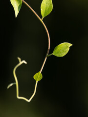 Obraz premium leaf on black background