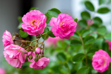 pink roses, selective focus