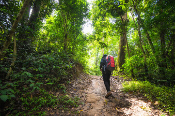 Backpacker trekking to study nature of tropical forest for ecotourism. Tourist trekking to see the beauty of the tropical forest in Khao Yai National Park. UNESCO World Heritage Area, Unseen Thailand.