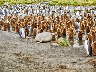 A lone Weddell seal (Leptonychotes weddellii) lying down among a colony of king penguins...