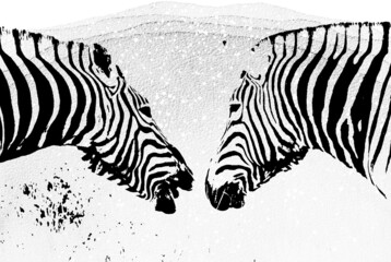 Fototapeta na wymiar Portrait of two Zebras in mixed media