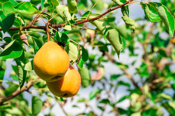 Ripe pears on a branch.