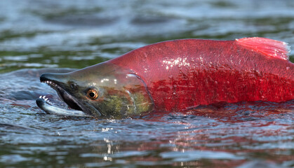 Sockeye Salmon in the river. Red spawning sockeye salmon in a river. Sockeye Salmon swimming and spawning. Scientific name: Oncorhynchus nerka. Natural habitat. Kamchatka, Russia.