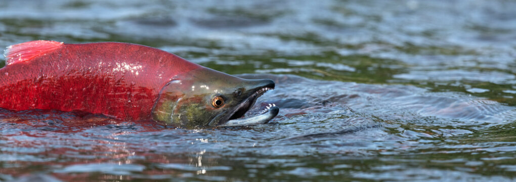 Sockeye Salmon in the river. Red spawning sockeye salmon in a river. Sockeye Salmon swimming and spawning. Scientific name: Oncorhynchus nerka. Natural habitat. Kamchatka, Russia.