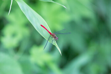 赤とんぼ科のアカネ