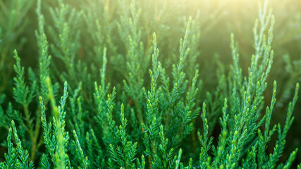 Obraz na płótnie Canvas Natural background. Botanical pattern with beautiful fresh green leaves for graphic design and wallpaper. Juniper Cossack (Juniperus sabina) is coniferous shrub .