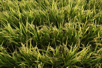 膨らみ始めた稲穂