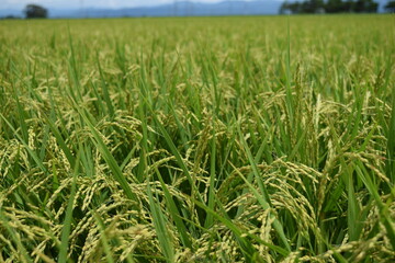 膨らみ始めた稲穂