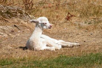 One day old white alpaca cria baby resting in the sun