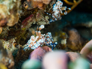 Harlequin shrimp (Hymenocera picta) on star fish. Underwater macro life photo.