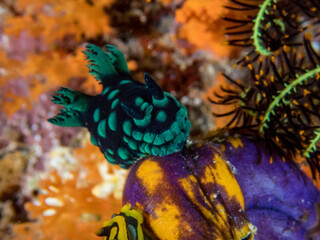 Nembrotha cristata nudibrnch on sea squirt. Underwater macro life photo.
