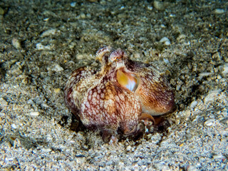 Octopus on sand. Underwater macro life photo.