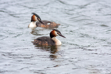 Pair of Great crested grebe (Podiceps cristatus) swimming in the lake