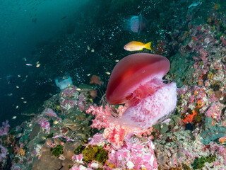 Red Jellyfish in tropical reef at Richelieu rock, Thailand.
