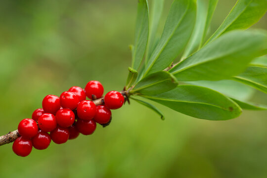 Red poisonous berries and green leaves of the mezereum (Daphne mezereum) growing in Finnish nature