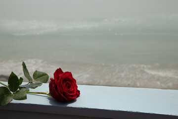 Single Red Rose on the Beach