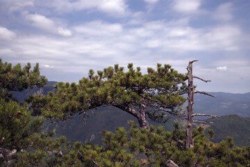 Pine tree growing on the mountain peak