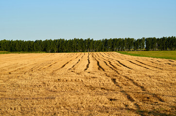 Wheat fields in countryside after harvest.