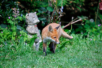 Urban fox cubs exploring the garden