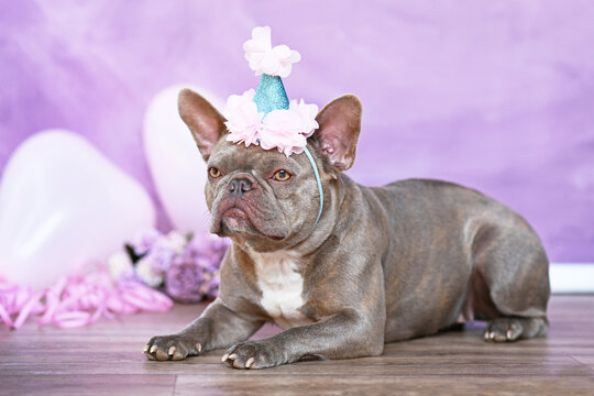 French Bulldog dog with birthday part hat in front of blurry pink background with flowers and heart shaped balloons