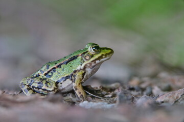 Portrait of a Marsh frog (Pelophylax ridibundus).