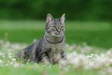 Naklejka na ściany i meble Beautiful tabby cat sitting in the flowering meadow. Felis silvestris catus.