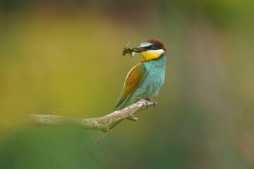European bee-eaters (Merops apiaster) sitting on a tree twig. Wildlife scene from spring nature.