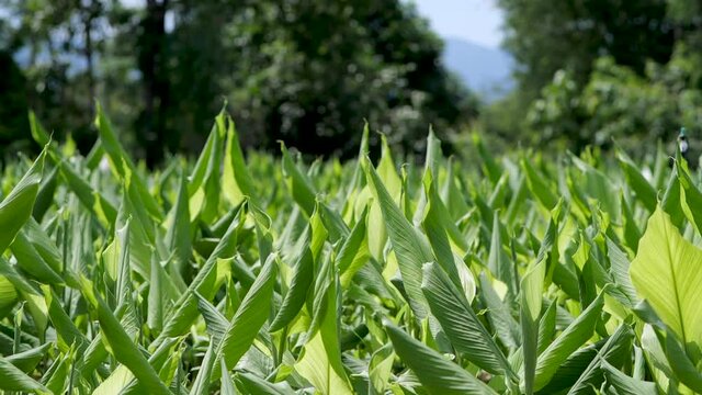 How to grow turmeric, ginger, galangal in an agricultural plot.