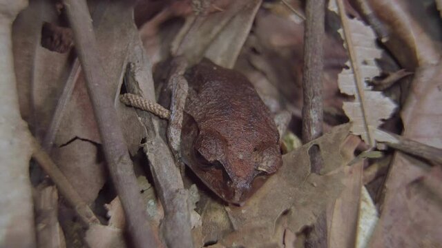 Spotted Litter Frog (Leptobrachium hendricksoni) camouflage hiding among dried leaves and branch in jungle. Night safari in tropical rainforest. Close up.