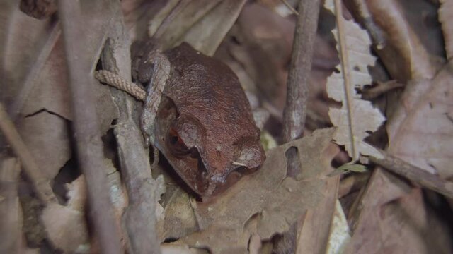 Spotted Litter Frog (Leptobrachium hendricksoni) camouflage hiding among dried leaves and branch in jungle. Night safari in tropical rainforest. Close up.