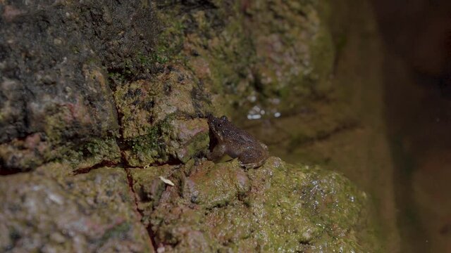 Kuhl's Creek Frog (Limnonectes kuhlii) sitting on rock near mountain stream creek water flowing in the forest. Close up. Night safari at Malaysia National Park Tropical Rainforest, Gunung Lambak