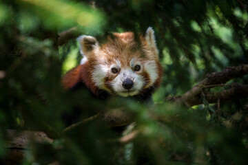 red panda portrait in the trees