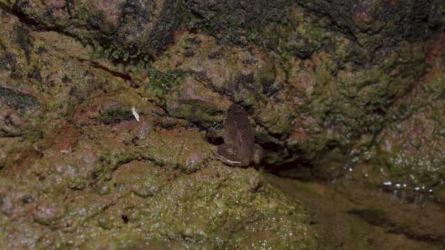 Kuhl's Creek Frog (Limnonectes kuhlii) sitting on rock near mountain stream creek water flowing in the forest. Close up. Night safari at Malaysia National Park Tropical Rainforest, Gunung Lambak