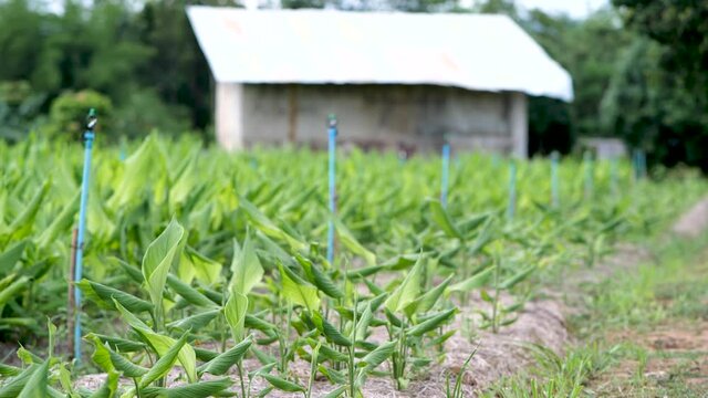 How to grow turmeric, ginger, galangal in an agricultural plot.