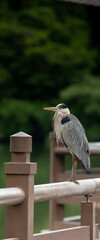 great blue heron