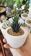 person picking up a pot of plant