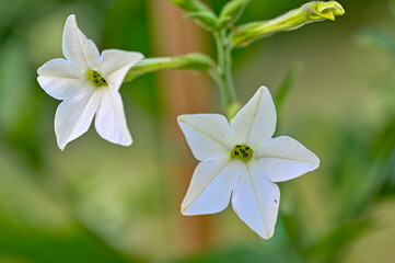 white tobacco flower outdoors in Swedish garden