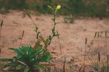 Yellow flowers in quarry sand, evening primrose closeup on the yellow sandy background with some blurred grass