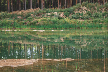 reflection of pine tree forest, sandy pond shore with grass in slallow gravel quarrie water. Evening light in summer	