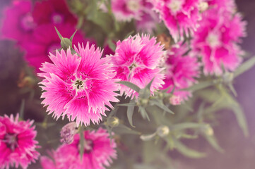 artistic, background, beautiful, beauty, bloom, blooming, blossom, bokeh, botanical, botany, bouquet, bright, bunch, bunch of flowers, celebration, chrysanthemum, closeup, color, colorful, flora, flor