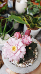 Obraz na płótnie Canvas Cactus flowers in a clay pot