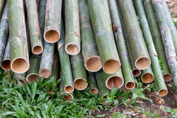 Selective focus processed bamboo, tubular-shaped, natural wood, versatile. cut bamboo background There is space for text.