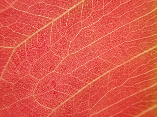 Naklejka na ściany i meble selective focus pink red leaf texture macro background pink leaf pattern for background design or add text