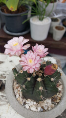 Fototapeta na wymiar Cactus flowers in a clay pot