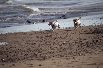 dogs on the beach